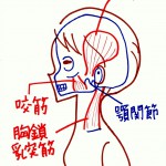 たるみ・しわの原因は筋肉の衰えのせい？