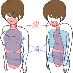 ポッコリお腹と身体の３つの腔